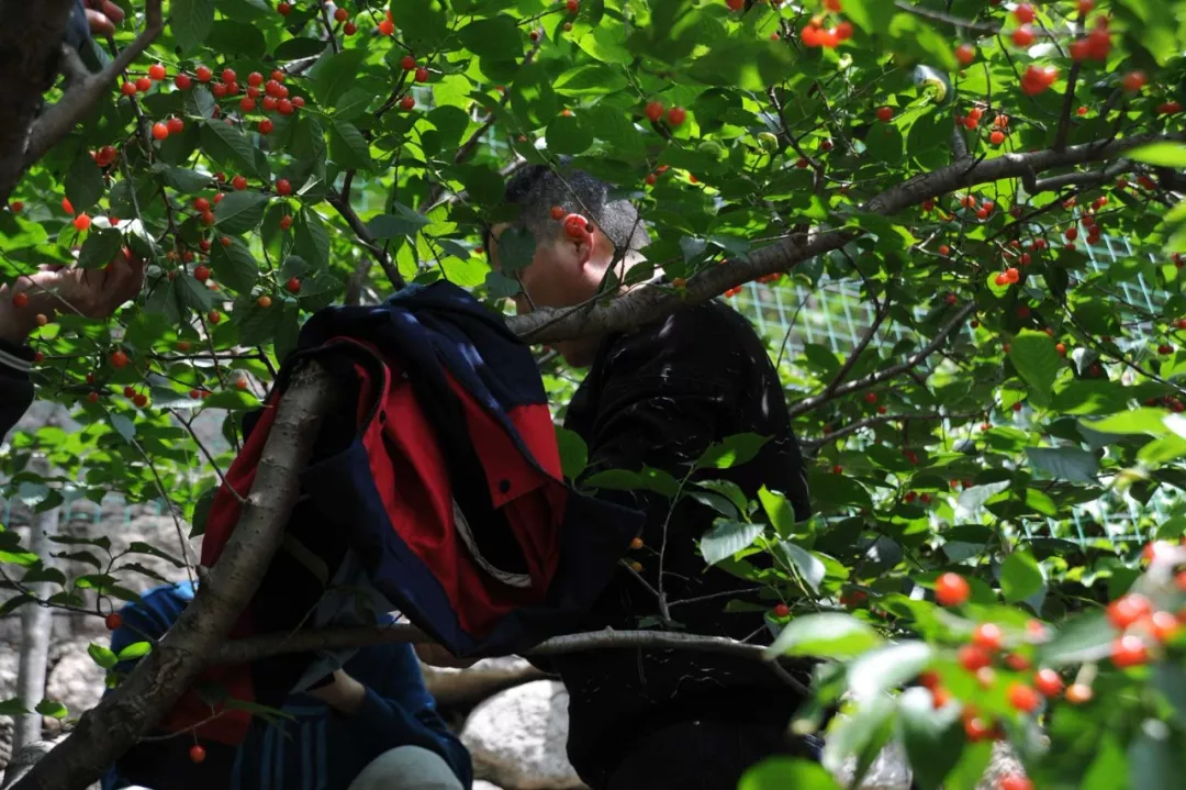 91桃色网站下载櫻桃采摘 91桃色网站下载櫻桃采摘